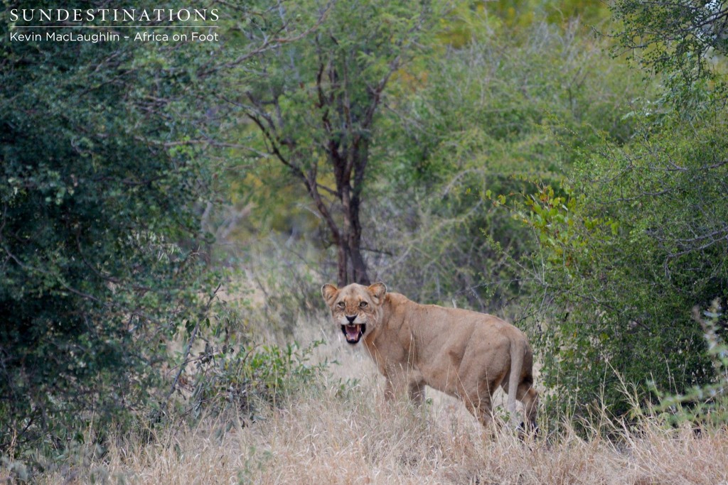 A skittish Hercules lioness