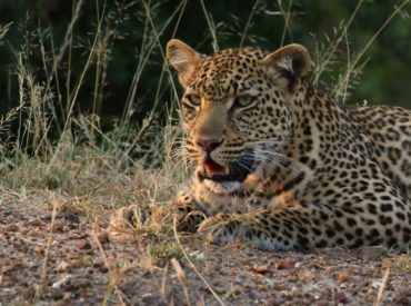 Well haven’t we been lucky lately? Only last night our guests at nThambo Tree Camp saw a leopard mother and her very small cub calmly walking through the area. In addition, this beautiful female leopard was spotted on our traverse recently looking completely relaxed and at ease with our presence. A privately owned property in the Klaserie was opened up exclusively […]