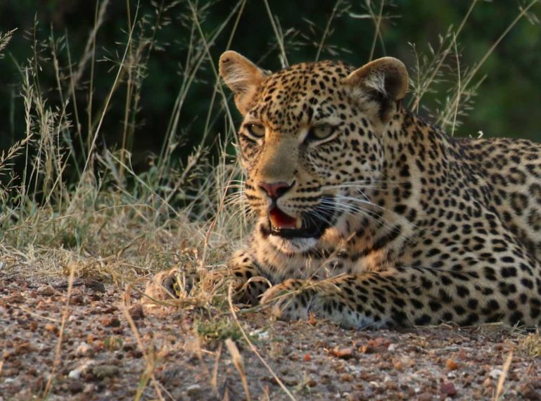 Looking for Leopard Cubs… Big Cat Babies in the Klaserie