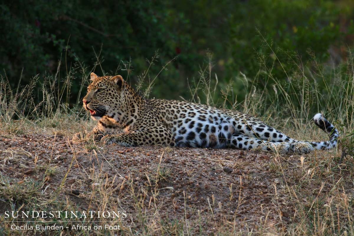 Gorgeous leopardess, possibly hiding a young cub nearby