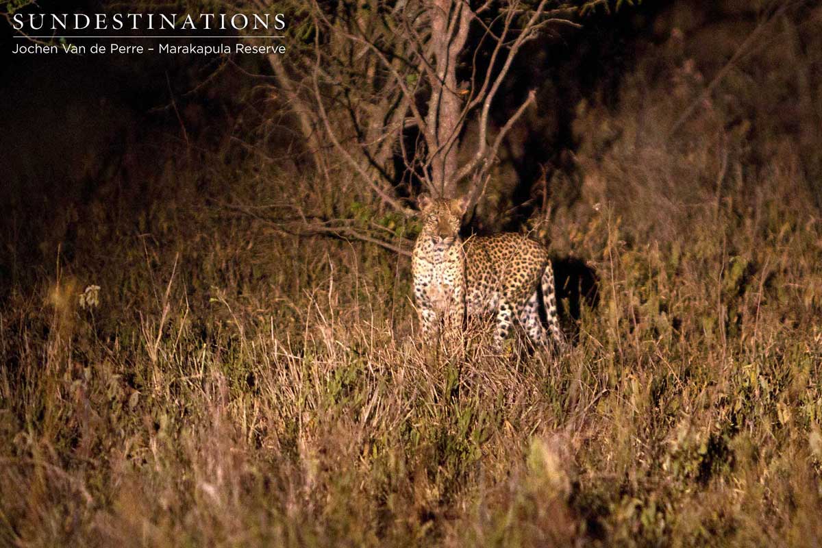 Lucky to spot a leopard late on evening game drive