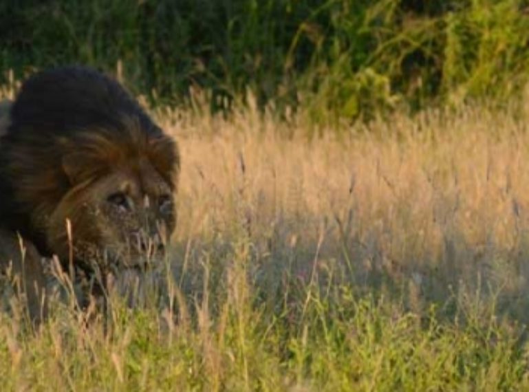 Lion Charge In The Savute Kingdom