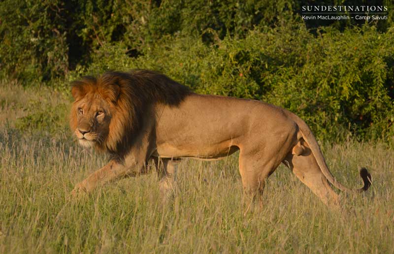 lion-retreat-savuti-kevin