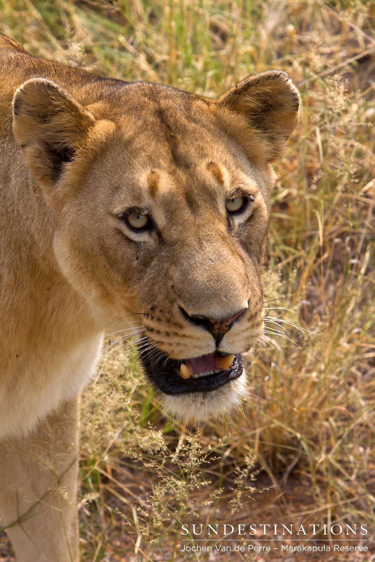 A lioness looks curiously up at the game viewer in the Marakapula Reserve