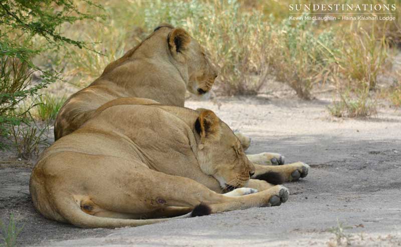 lionesses-ckgr-kevin