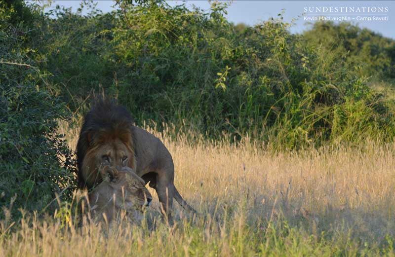 lions-couple-savuti-kevin