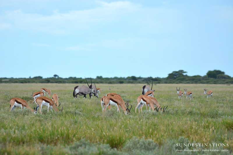 ungulates-ckgr-kevin