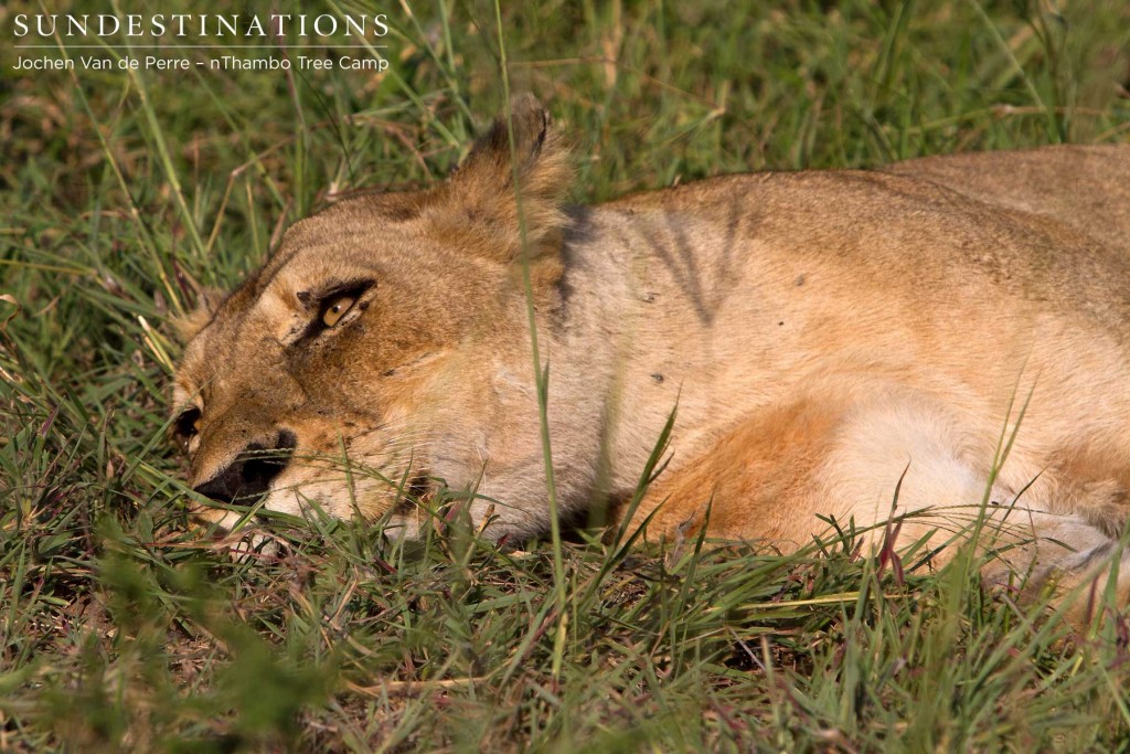 week6lions