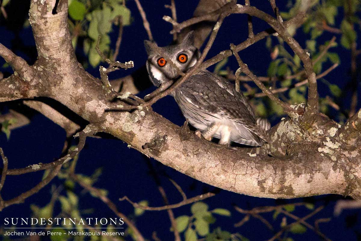 Southern white-faced owl turns its amber eyes to the camera in the Marakapula Reserve.