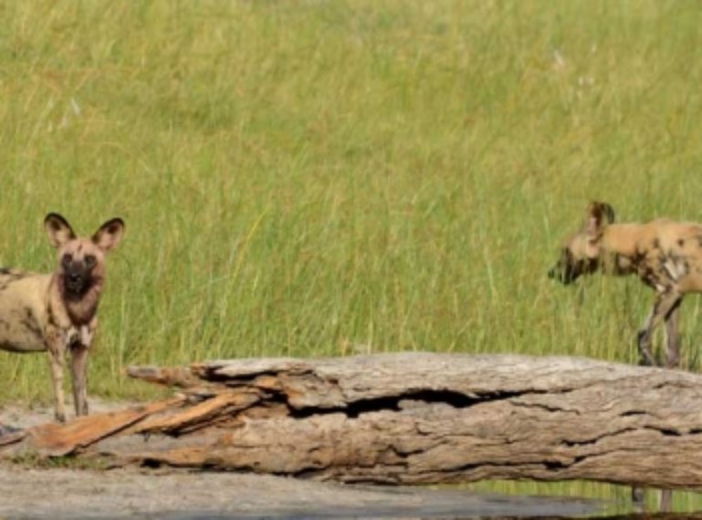 Wild Dogs Hunt And Drink At The Savuti Channel