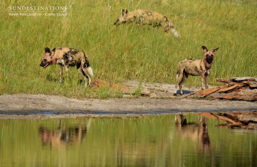 wilddogs-savuti-12