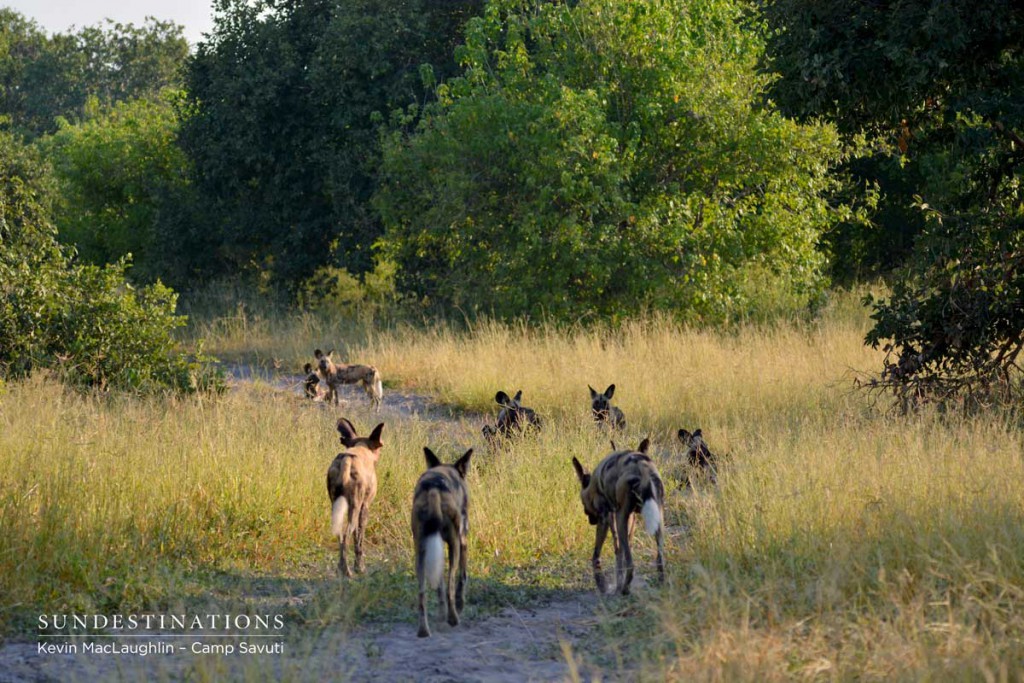 wilddogs-savuti-5