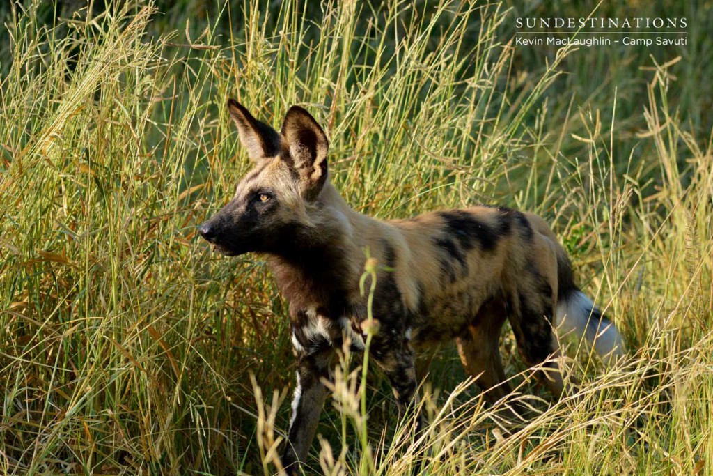 wilddogs-savuti-8