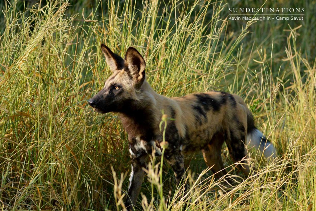 wilddogs-savuti-8