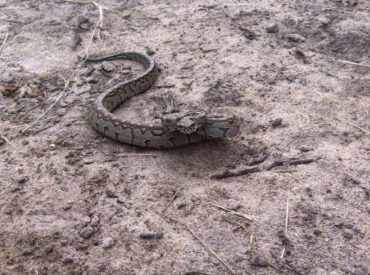 Last week we published a post about a close encounter with a black mamba, Africa’s largest venomous snake. With the mamba’s deadly mix of neurotoxic (specifically dendrotoxin ) venoms, it made for an adrenalin filled sighting. This experience was nothing short of enthralling and left herpetologists slithering with excitement and the office based team green […]