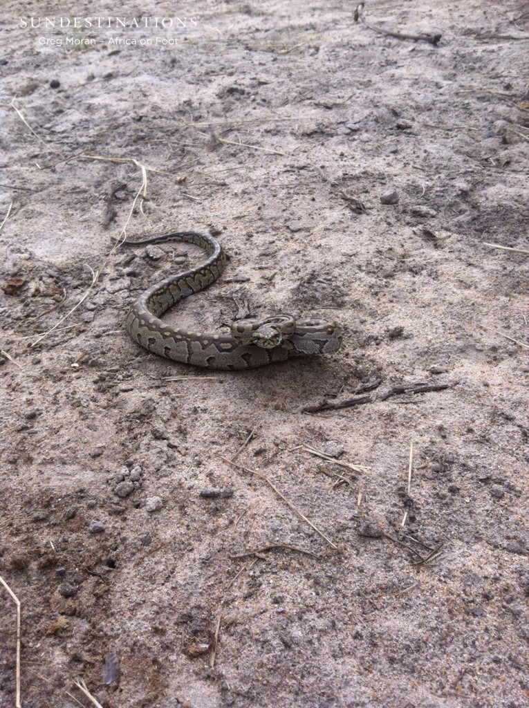 African rock python at Africa on Foot