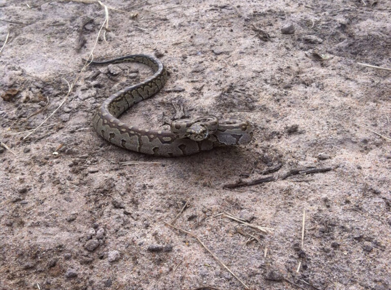 Forget the Black Mamba, We Found an African Rock Python !