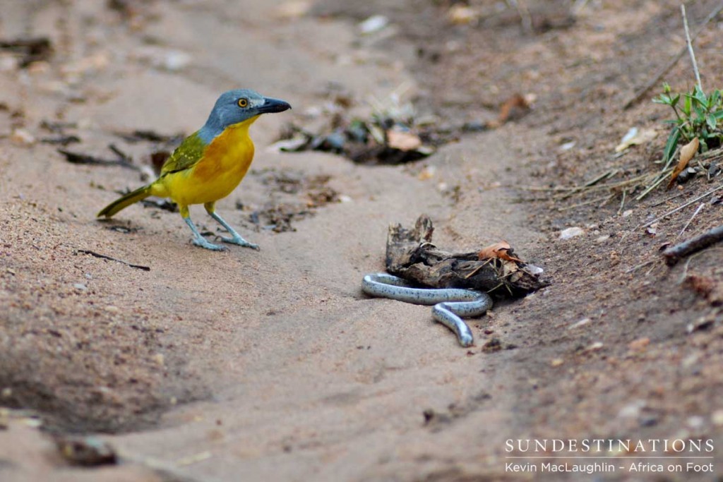 Grey-headed bush shrike remains alert