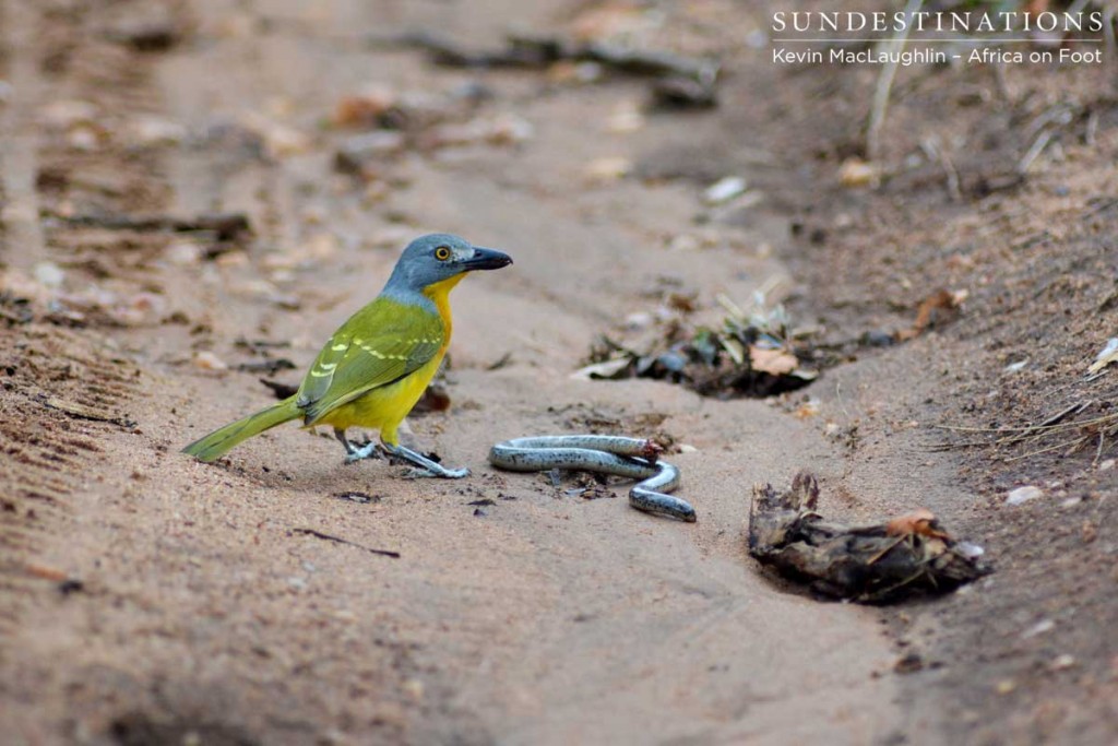 Grey-headed bush shrike is also known as the ghost bird