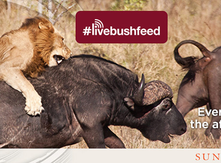 Recap of our #Livebushfeed REAL time Safari