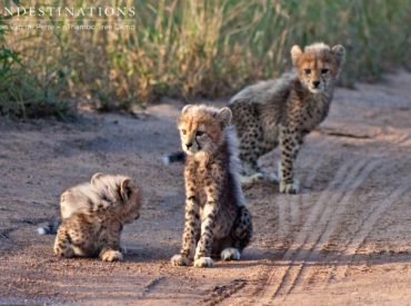 Guests at nThambo Tree Camp and Africa on Foot in the Klaserie Private Nature Reserve were treated to a rare sighting while out on their afternoon game drive. It was an average Saturday afternoon when the team headed out into the thicket of our traverse to track lions, which have been prominant in our area […]