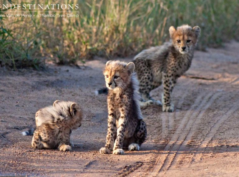 Rare Sighting: Cute and Fluffy Cheetah Cubs