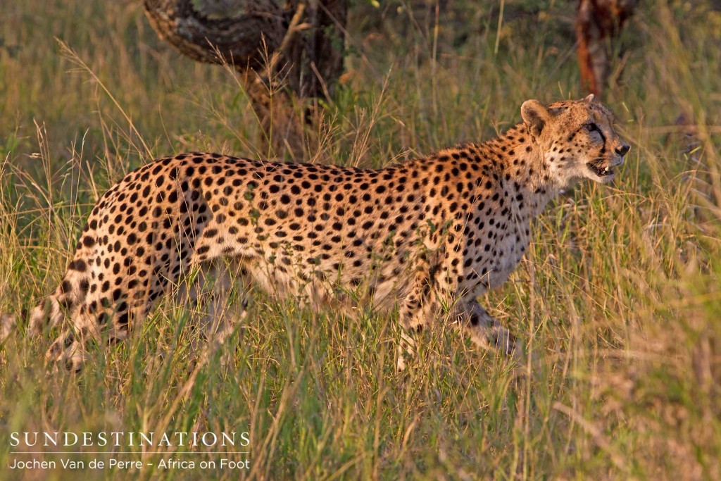 Female cheetah looks out for danger while protecting her cubs