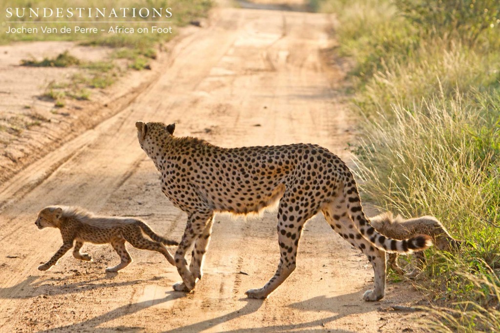 Cheetah mother protects her young