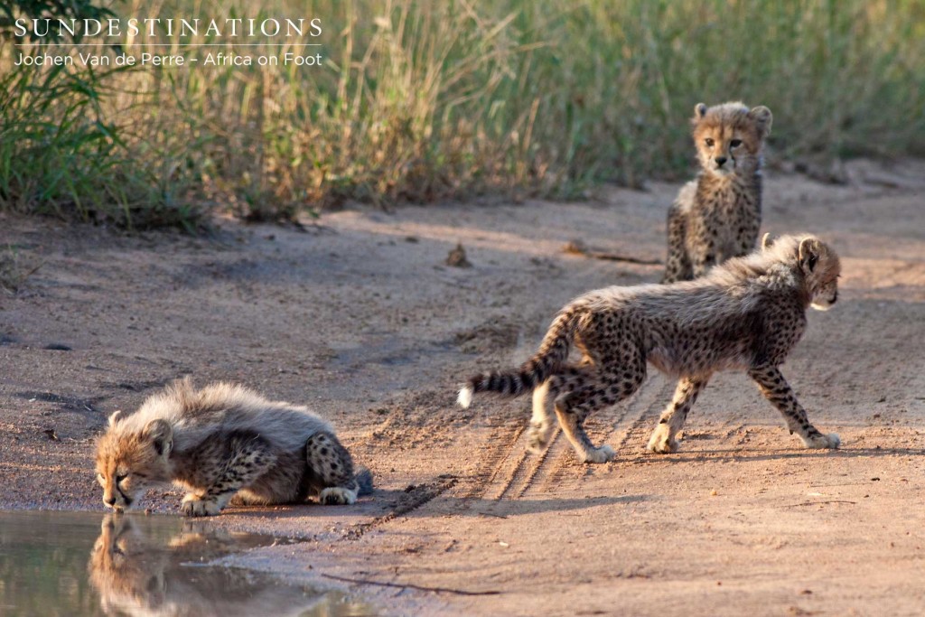 Cheetah cubs believed to be less than 3 months old.