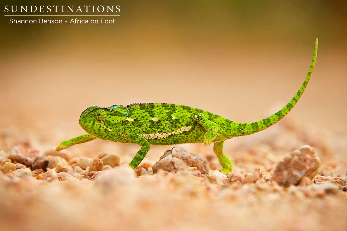 Crossing the road and showing its darker, more stressed colours