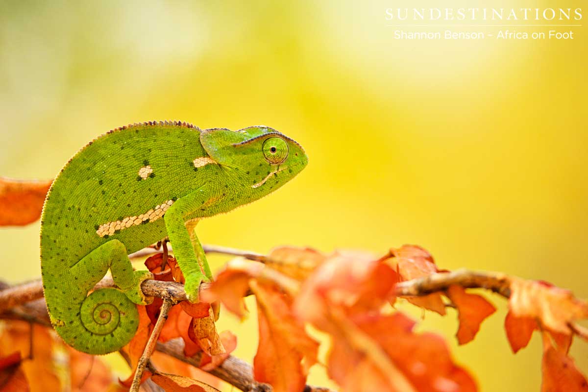 Incredible colour contrasts between the autumn leaves and the green chameleon