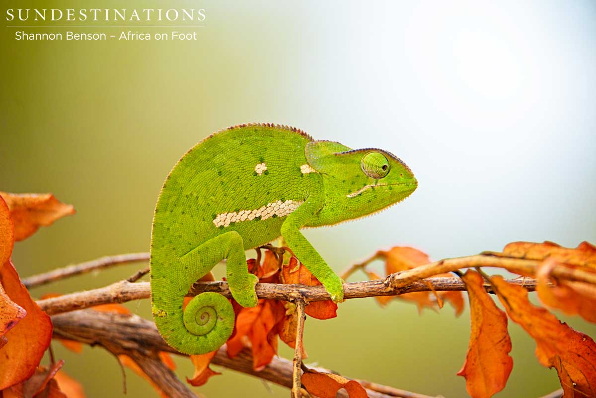 Flap-neck chameleon curling up its prehensile tail