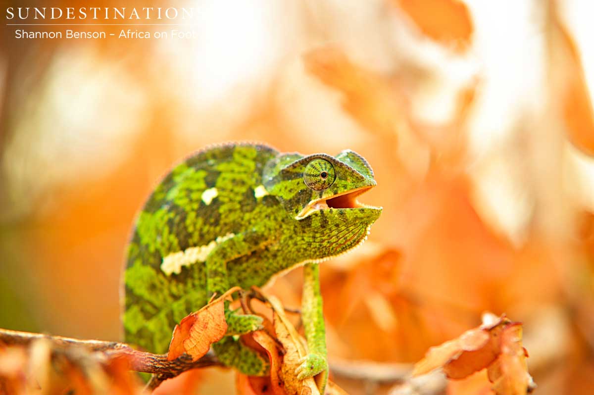 Flap-neck chameleon in defensive behaviour showing the brightly coloured inner mouth