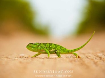Everyone knows the song, and just about everybody can’t resist singing the chorus… what are the rest of the lyrics anyway? This (karma karma karma karma karma) chameleon was photographed by Shannon Benson (@shannon_wild), while on a photography assignment in the Klaserie. Being overly obsessed with reptiles, Shannon spent some time capturing this little beauty in […]