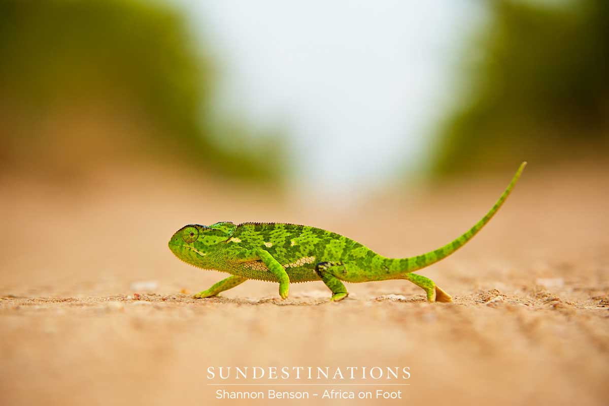 Flap-neck chameleon crossing the road near Africa on Foot