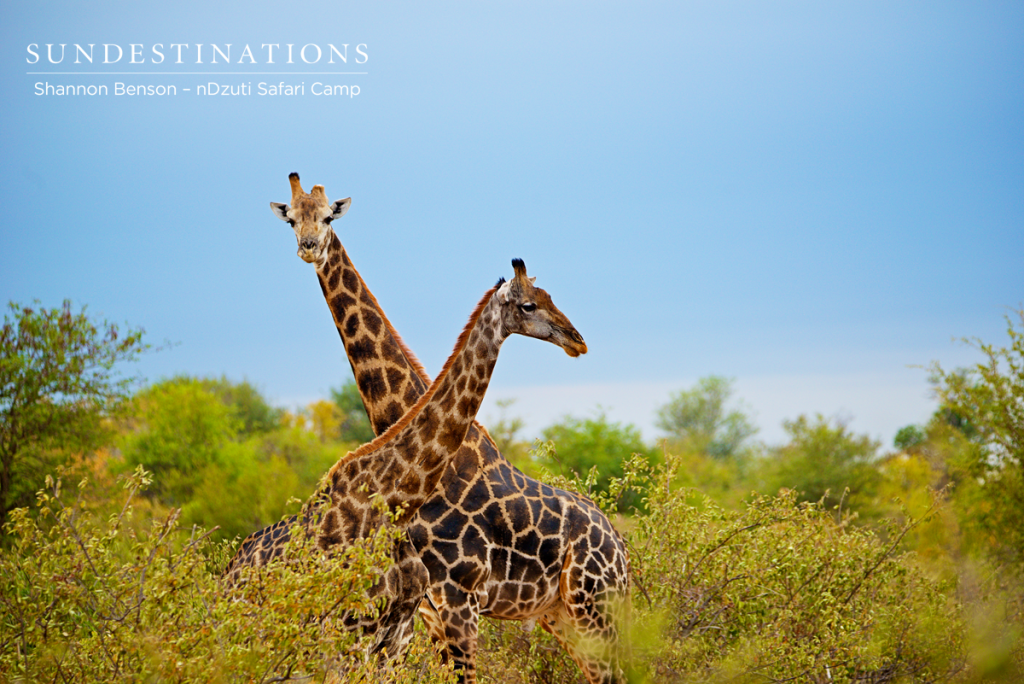Gentle giraffe necking during courting