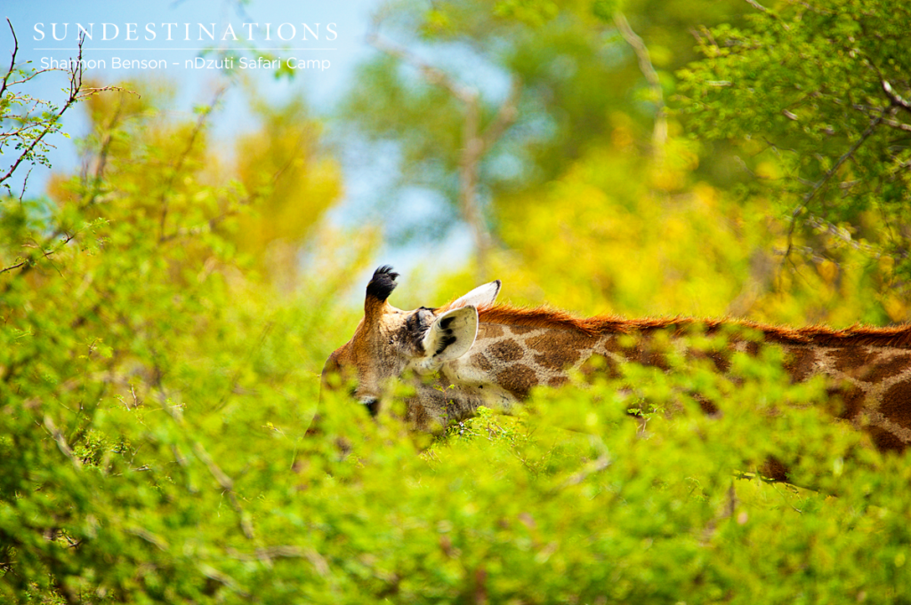 Giraffe hiding before courtship begins