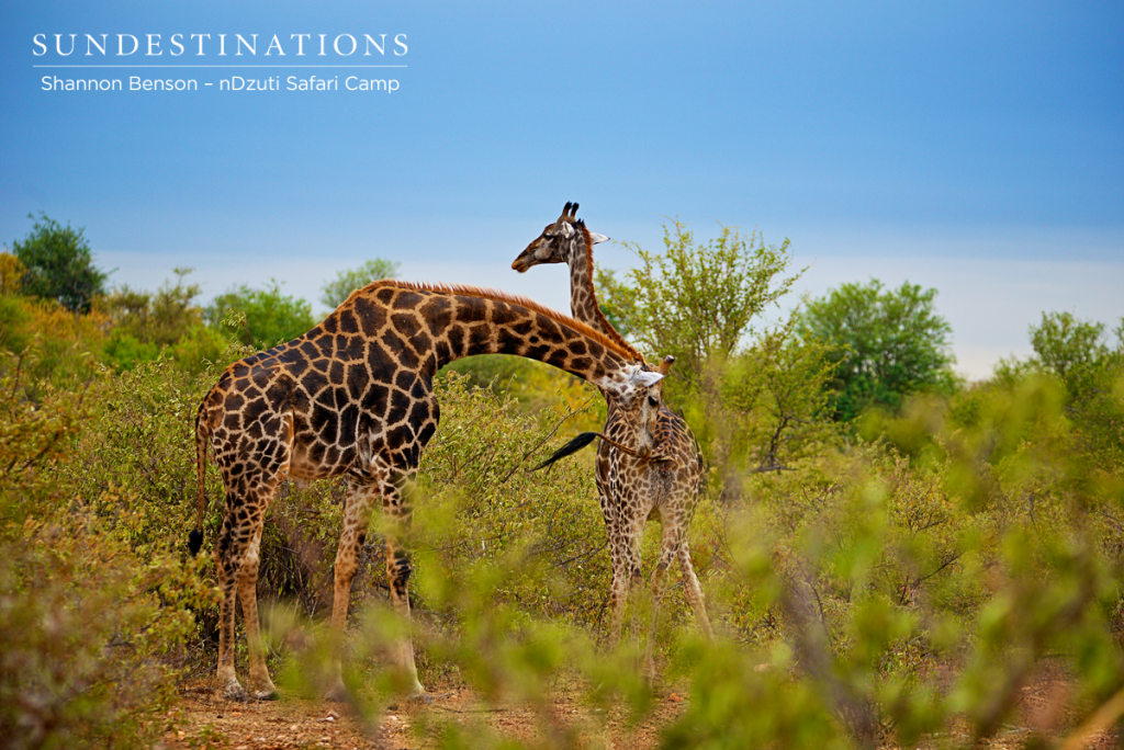 Male giraffe sampling female urine