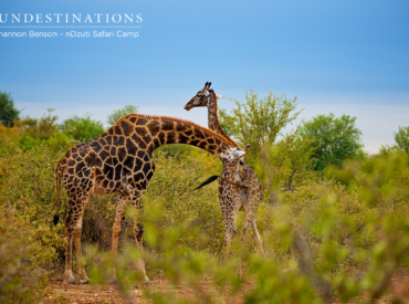 The team from nDzuti Safari Camp stumbled upon a flirtatious moment between a male and female giraffe.  The male was in the process of courting his potential mate by displaying an elegant “neck” dance, which involves a rhythmic swaying of necks. The entire courting action between giraffes is quite spectacular to watch. Gentle by nature, […]