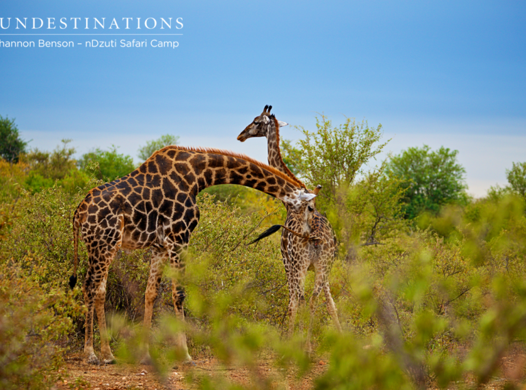 nDzuti Giraffe court in the act