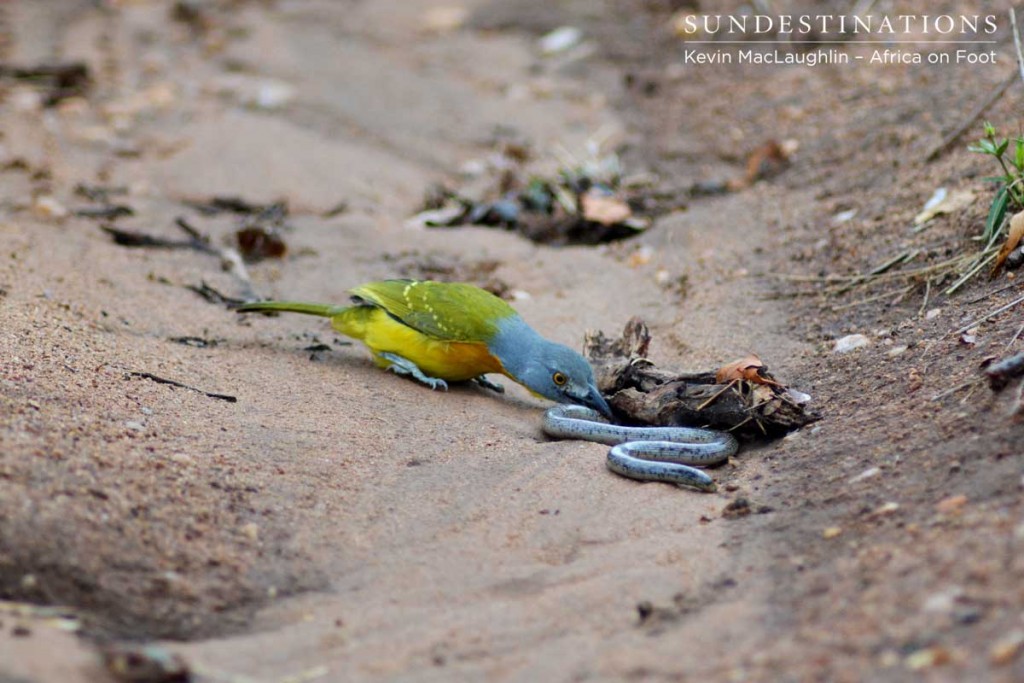 The bush shrike is a ferocious hunter, here seen preying on a snake