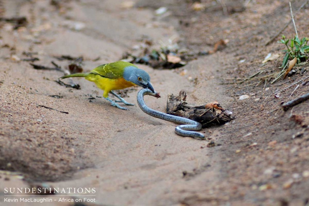 The bush shrike pecks and stabs at the snake