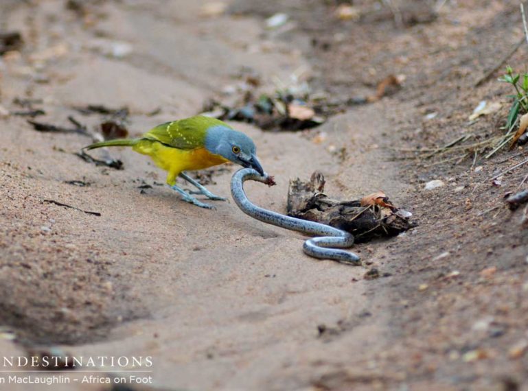 Killer Birds: The Unlikely Birds of Prey