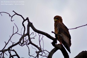Juvenile bateleur surveys its surroundings