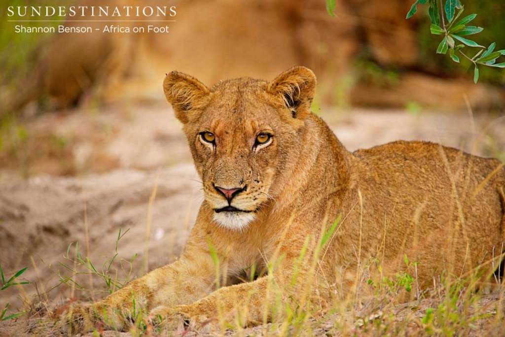 Ross lioness looking into the camera