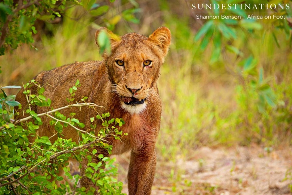Young Ross lioness has a bone stuck on her tooth