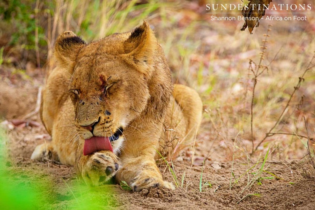 After-dinner grooming