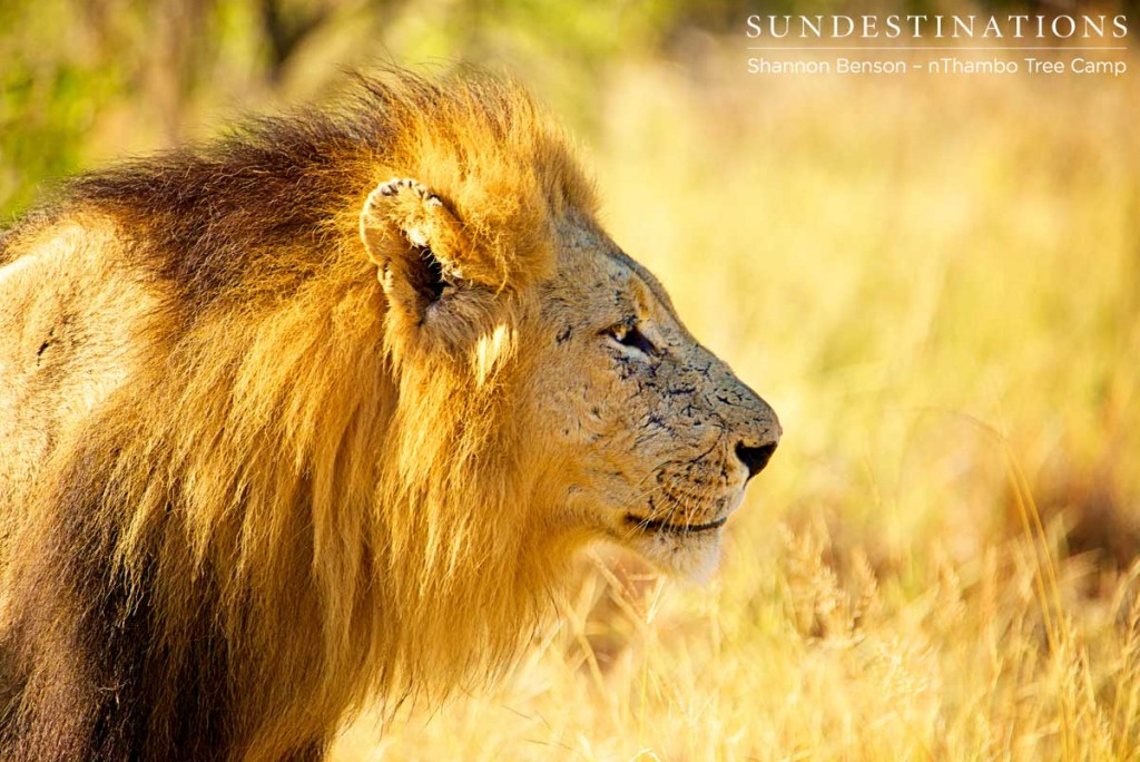 Trilogy male profile