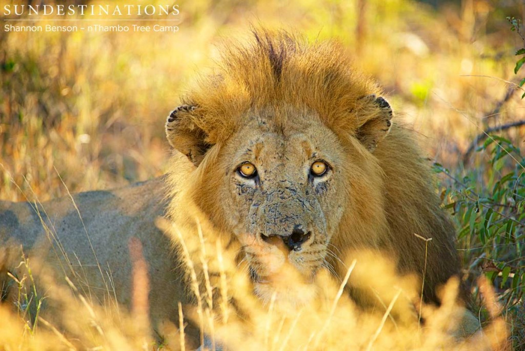 Trilogy Lion stares intensely into camera