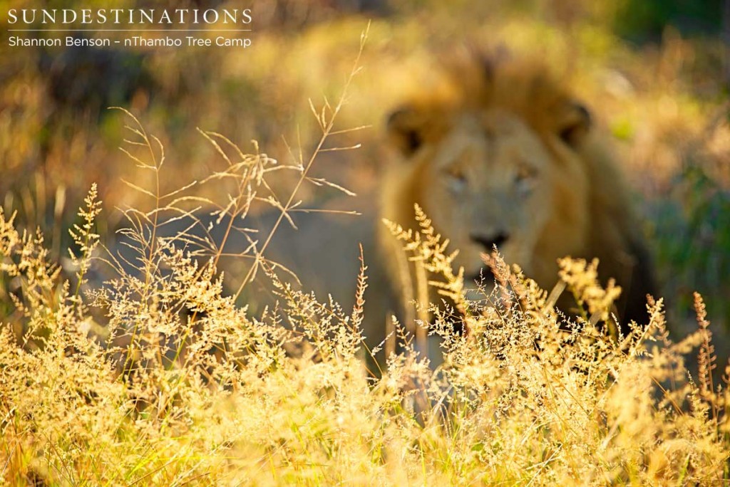 Lion stares through the grass